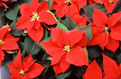 Euphorbia pulcherrim